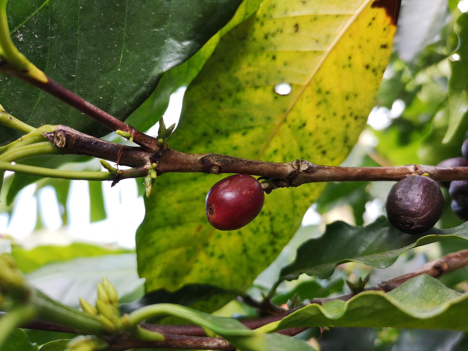 Arabica xuống mức thấp nhất 3 tháng khi Brazil hướng tới vụ mùa kỷ lục
