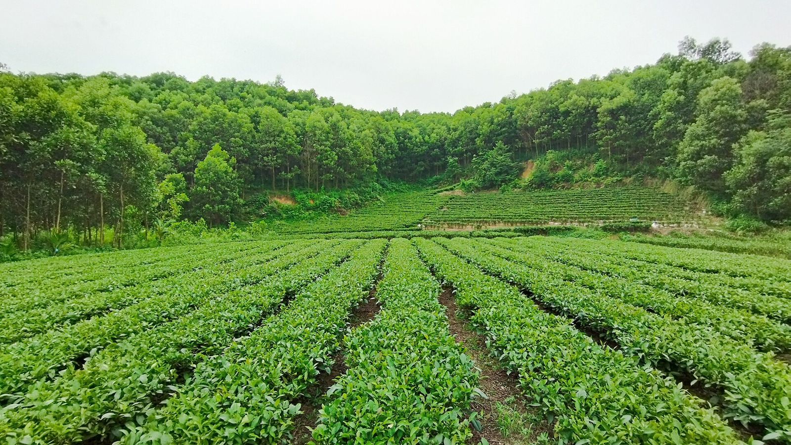 Xuất khẩu chè đầu năm 2026 tăng mạnh về lượng, chè Shan tuyết được kỳ vọng nâng giá trị